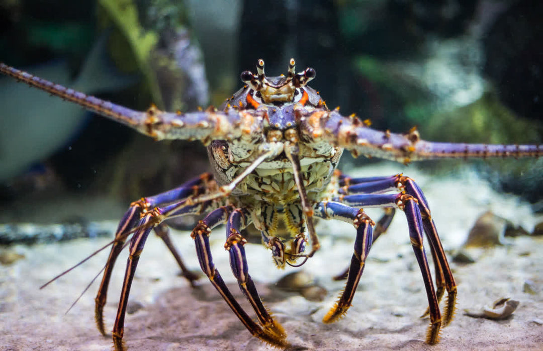 Florida Lobster Season 2026: Dates, Rules & the Gear You Actually Need