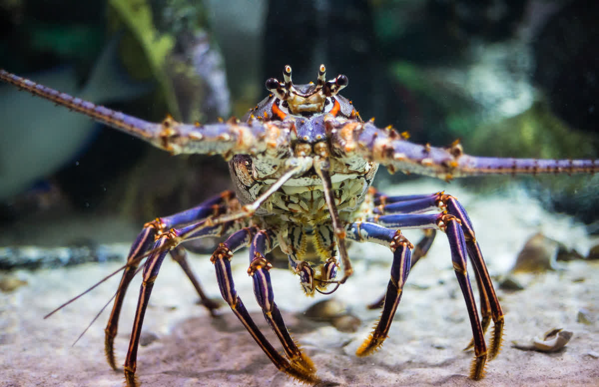 Florida Lobster Season 2026: Dates, Rules & the Gear You Actually Need